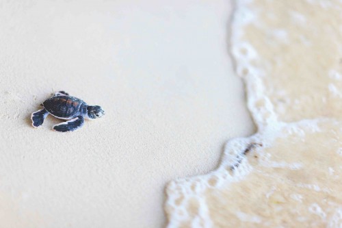 Baby green turtle making its way to the ocean